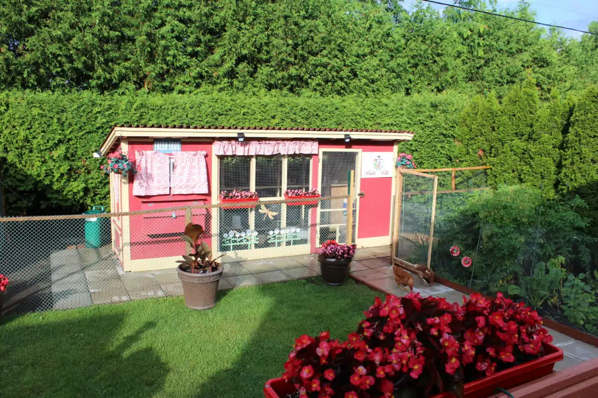 Aménager votre jardin avec des volières et des enclos pour poules