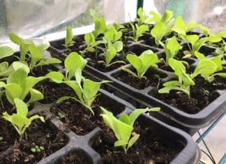 Quand planter les plants de salade