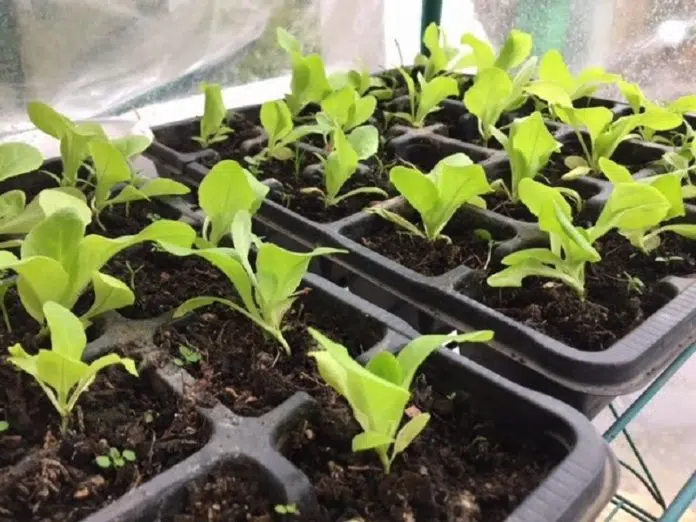 Quand planter les plants de salade