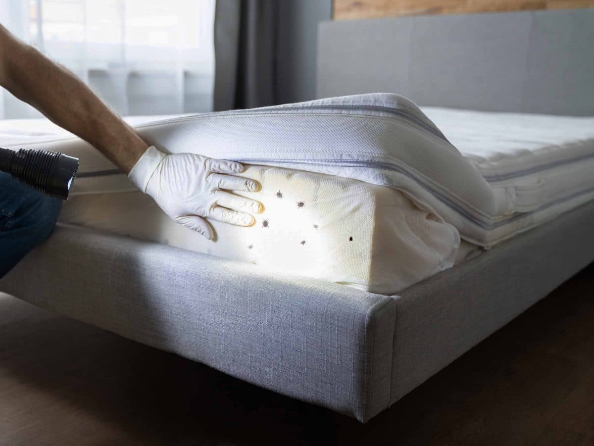 Quelles solutions pour se débarrasser des punaises de lit