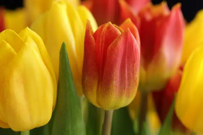 tulipes