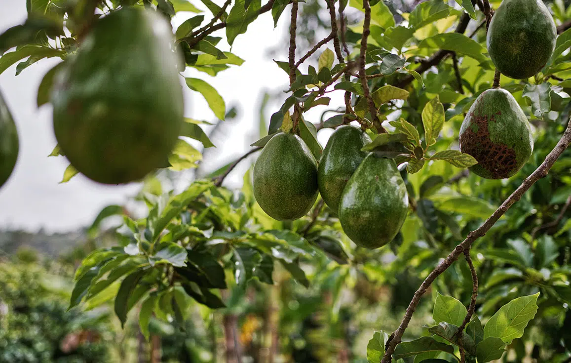 planter avocatier