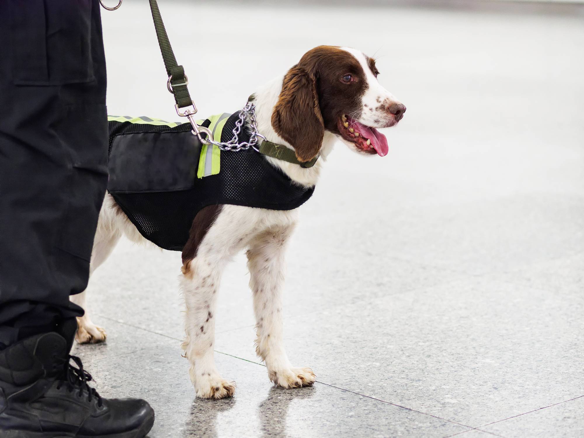 détecteur canin détection chien punaises de lit