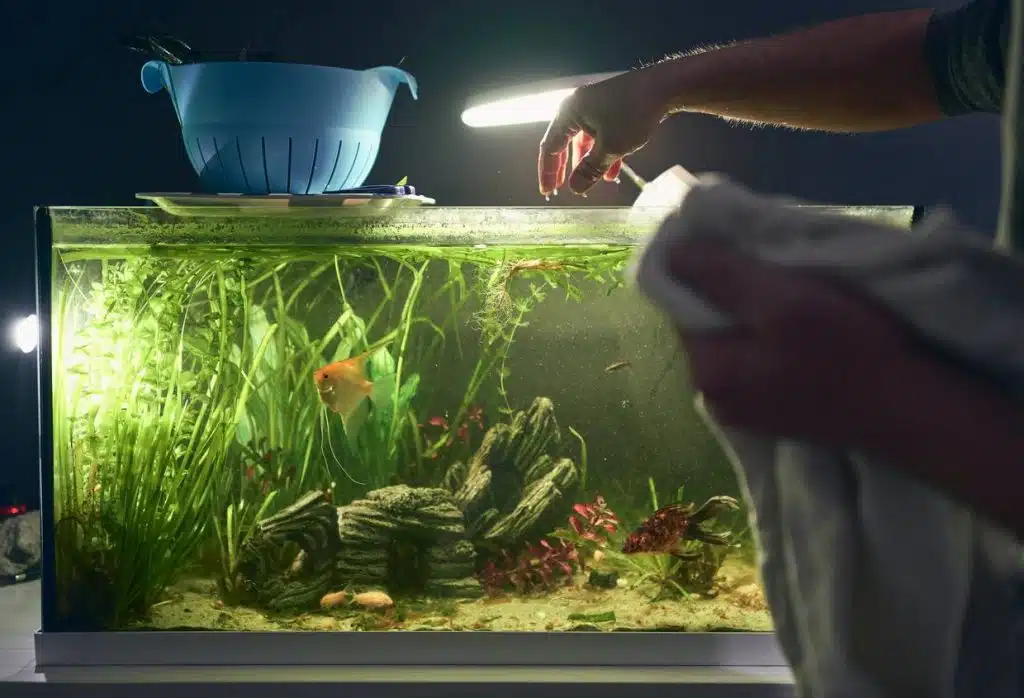aquarium dans votre maison poissons