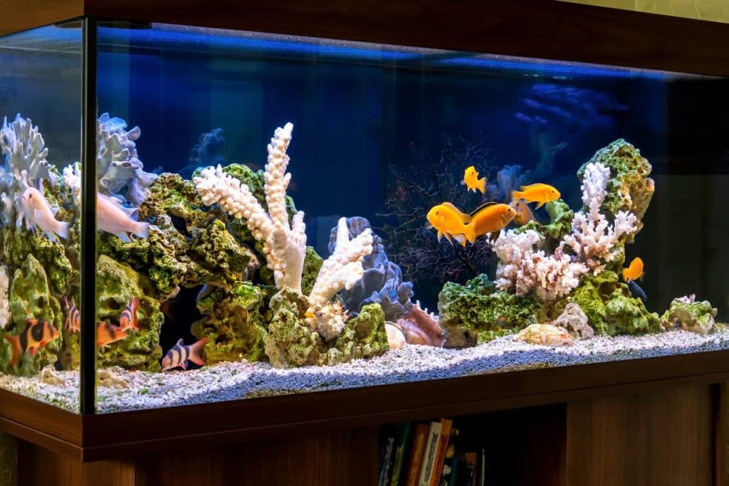 un aquarium